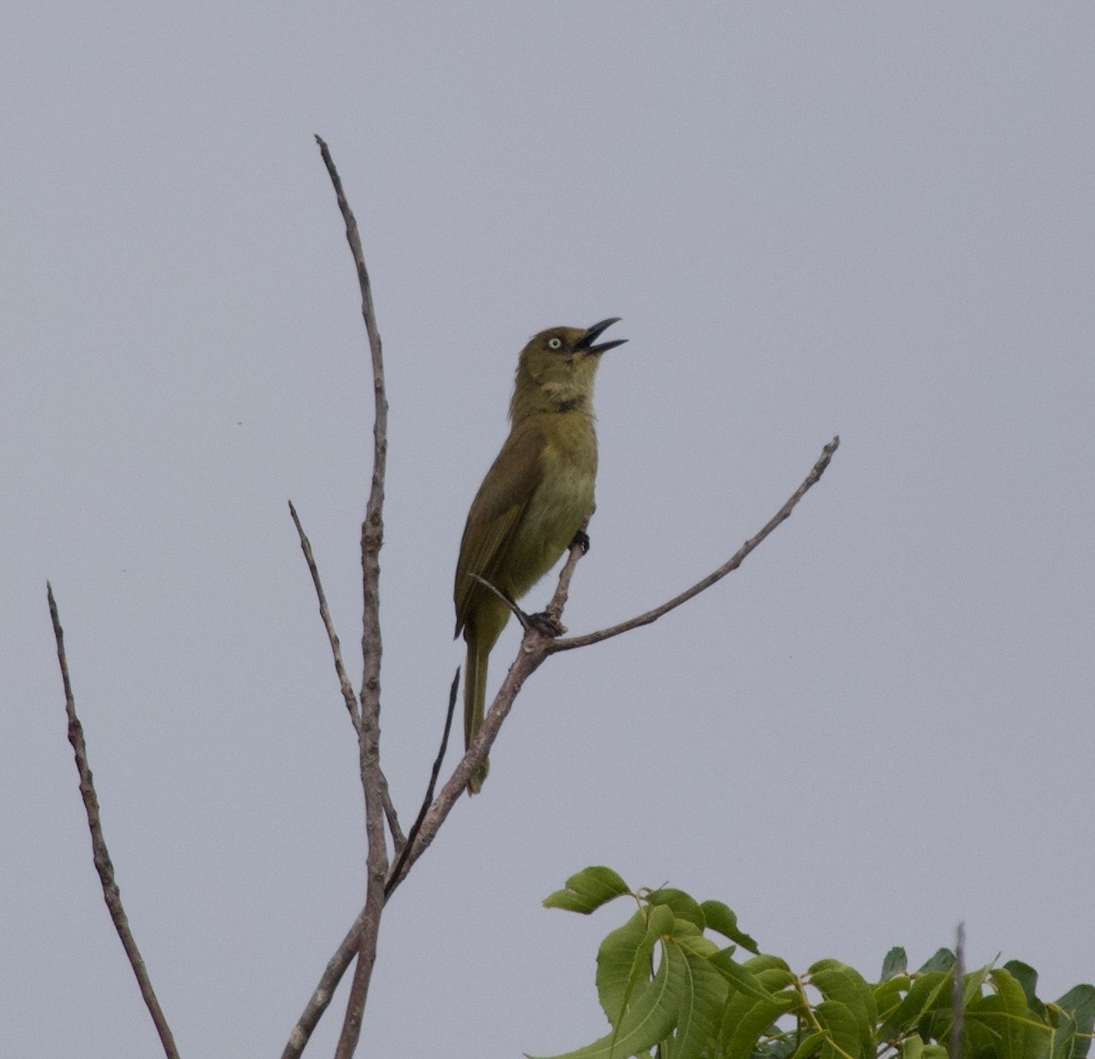 Sombre Greenbul - ML185230471