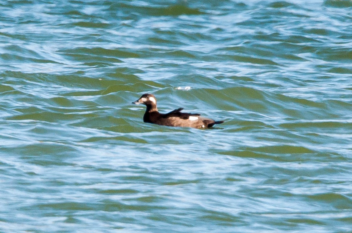 White-winged Scoter - ML185230731