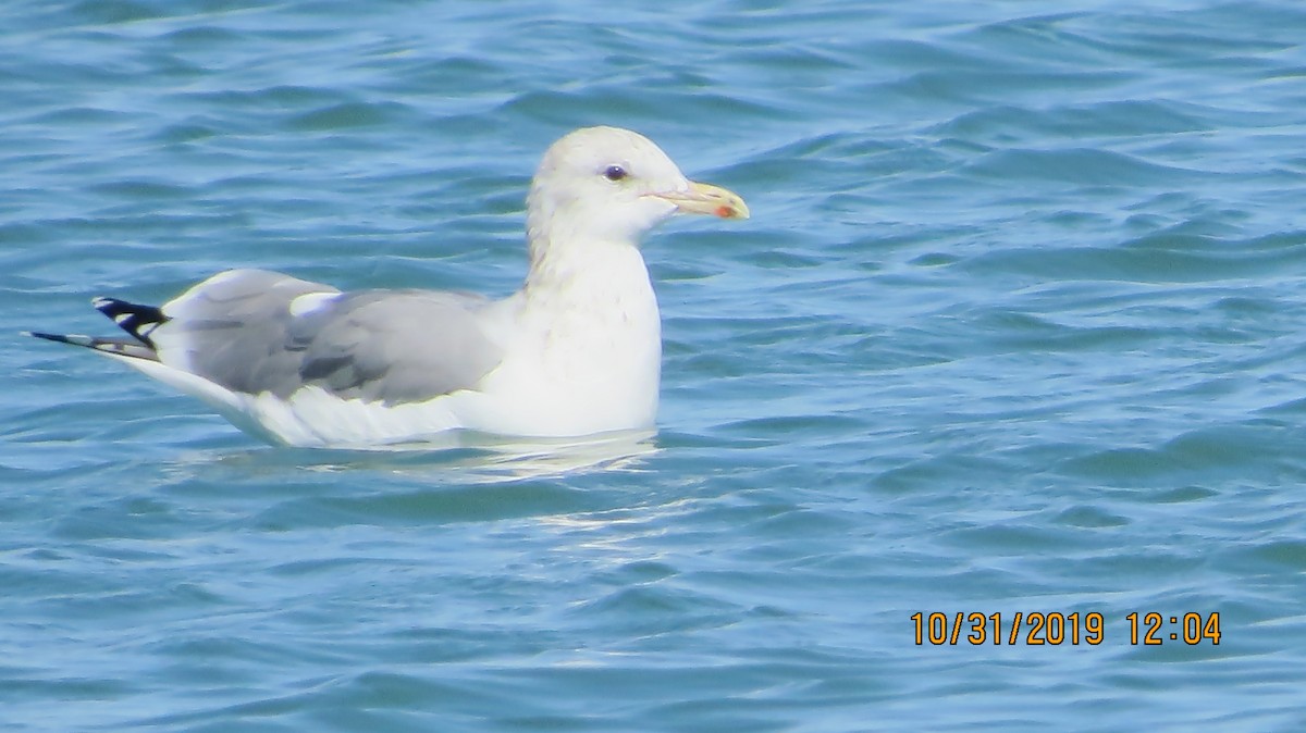 California Gull - ML185233541