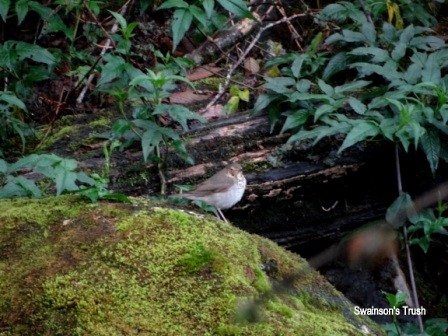 Swainson's Thrush - ML185234281