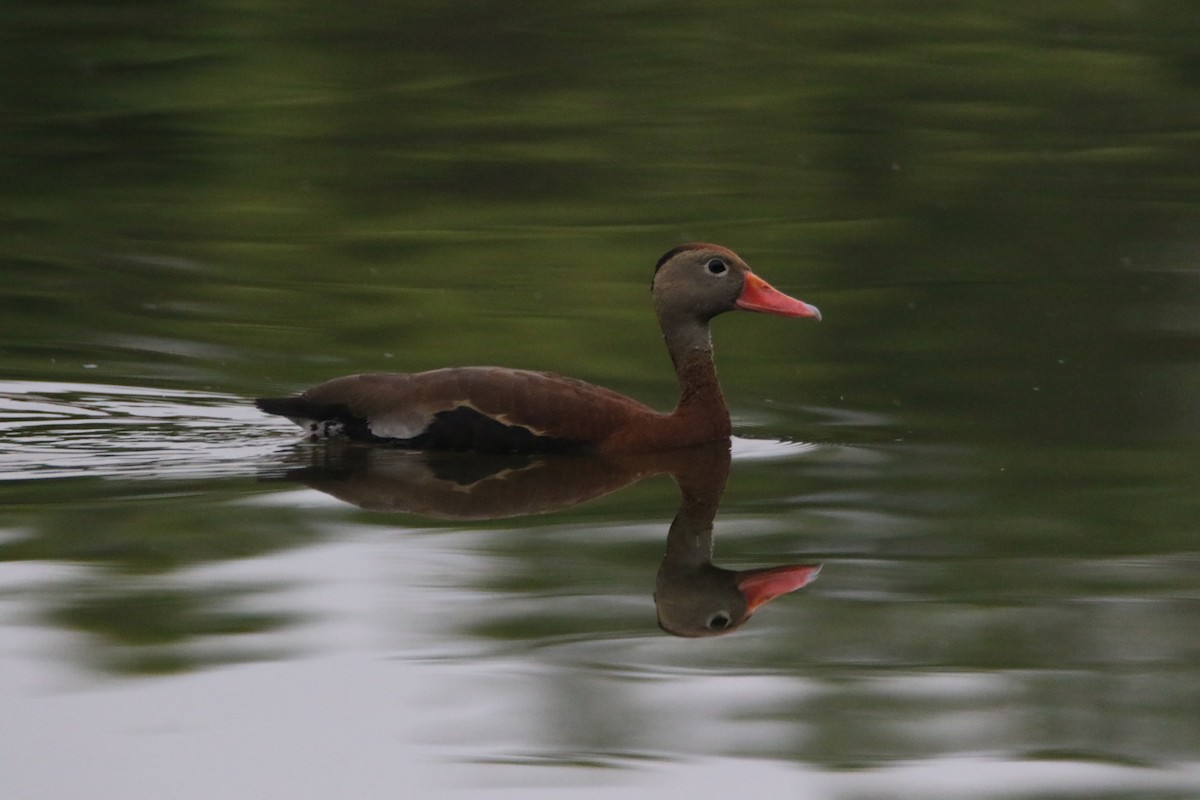 Black-bellied Whistling-Duck - ML185234661