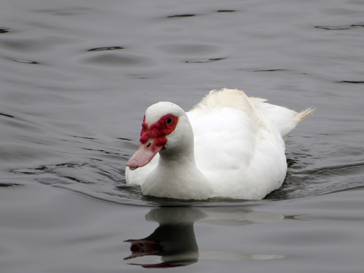 Muscovy Duck (Domestic type) - ML185235681