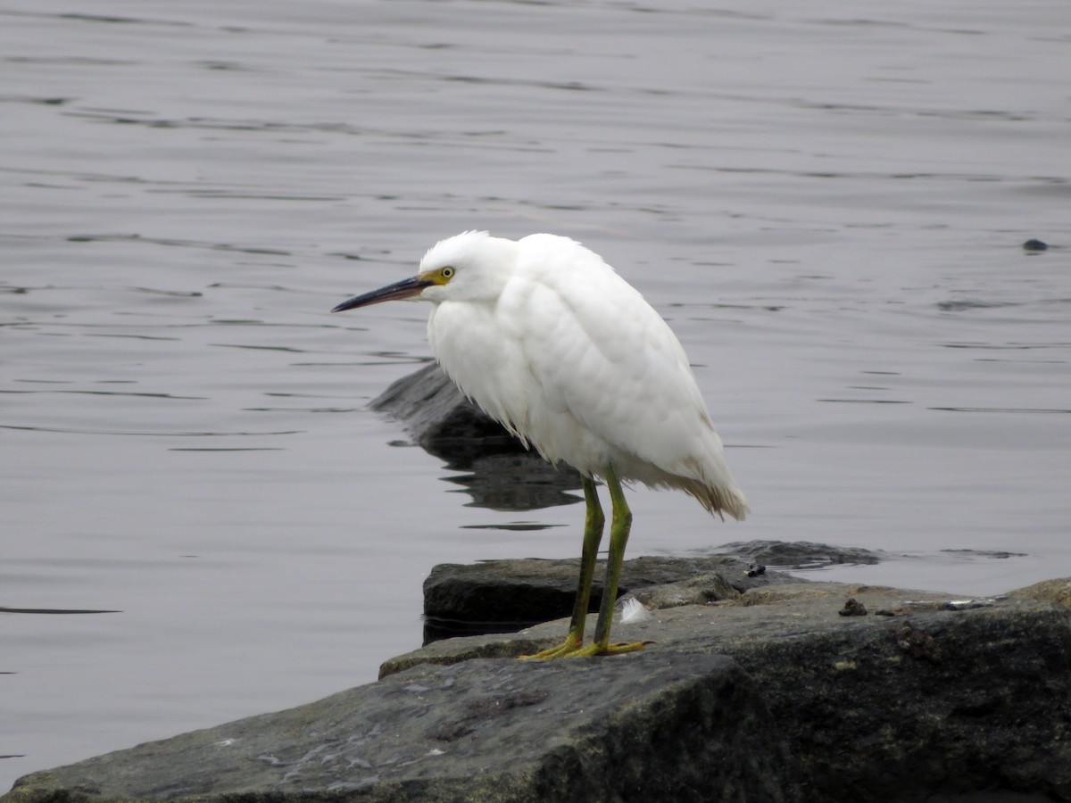 Snowy Egret - ML185235841