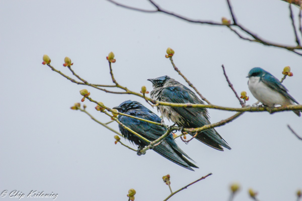 Purple Martin - Chip Krilowicz