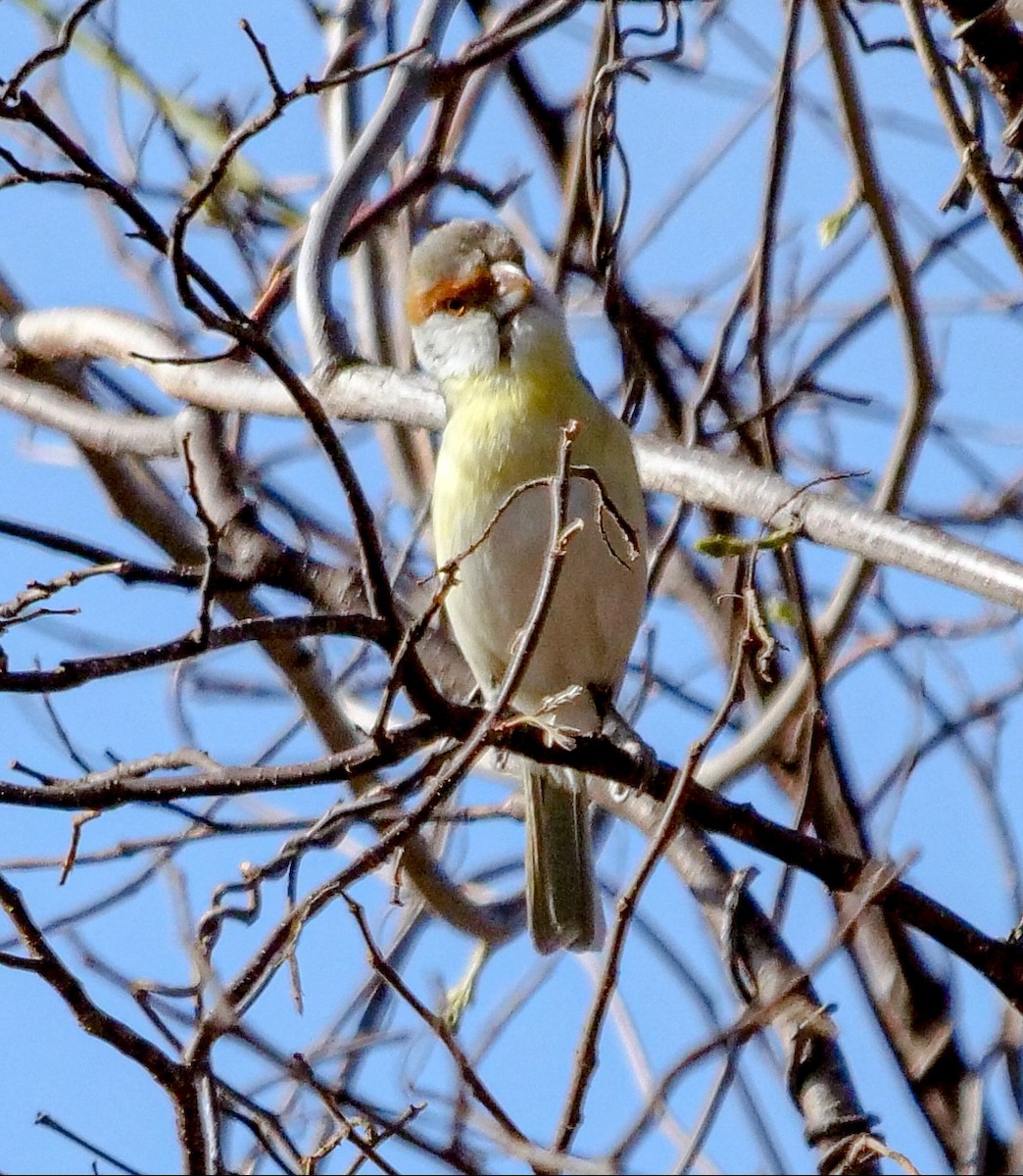 Rostbrauenvireo (viridis/cearensis) - ML185236921