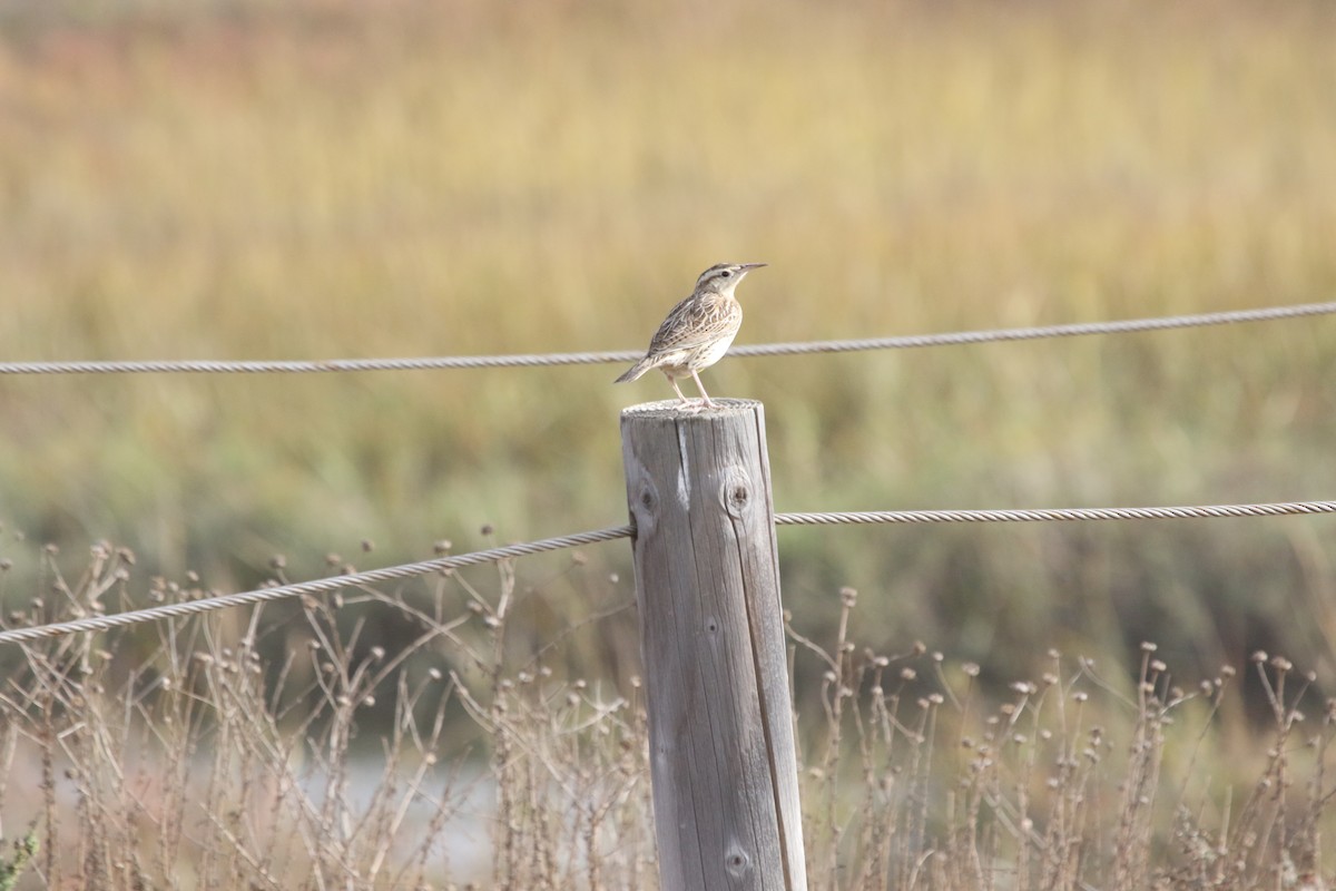 Western Meadowlark - ML185239461