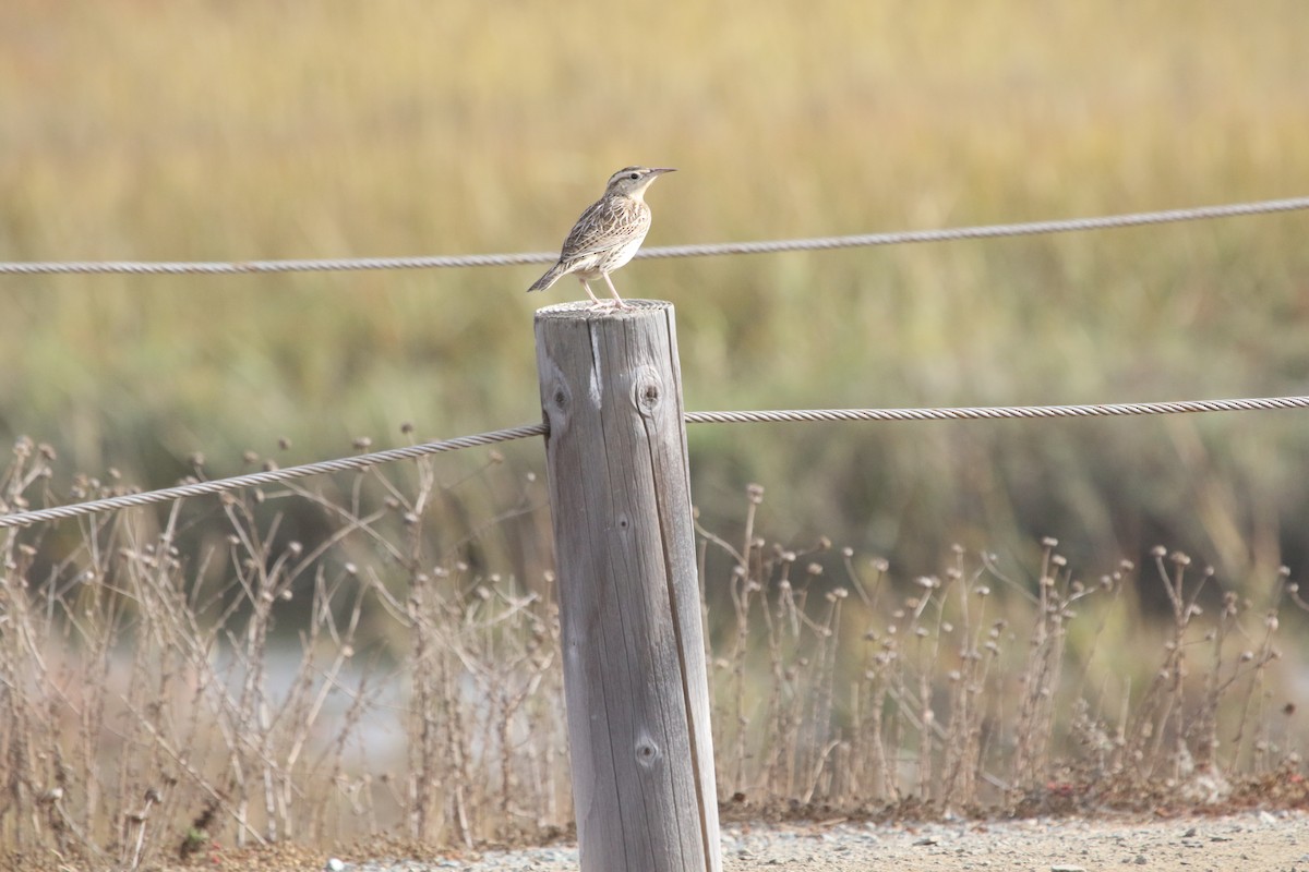 Western Meadowlark - ML185239471