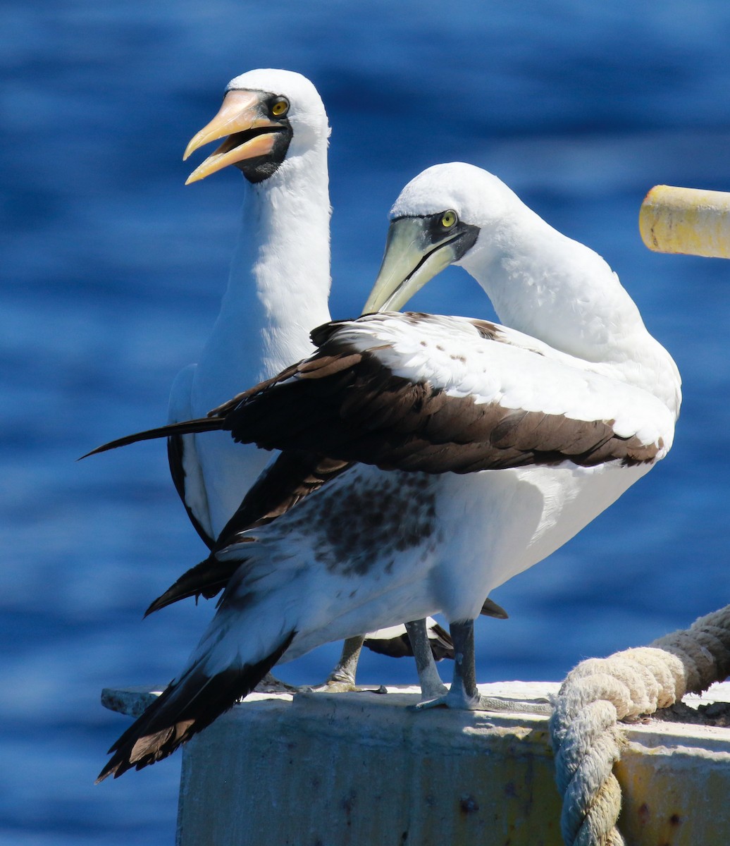 Nazca Booby - ML185239671