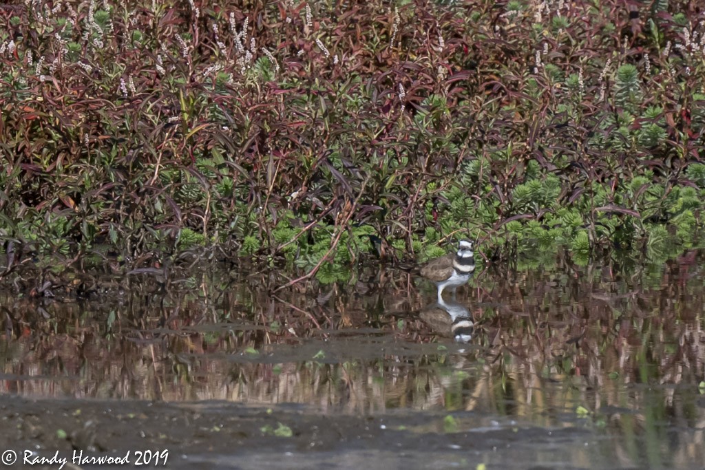 Killdeer - Randy Harwood