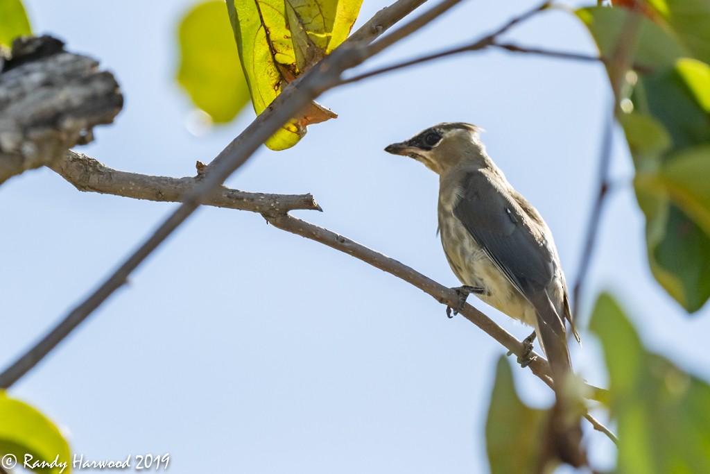 Cedar Waxwing - ML185240131