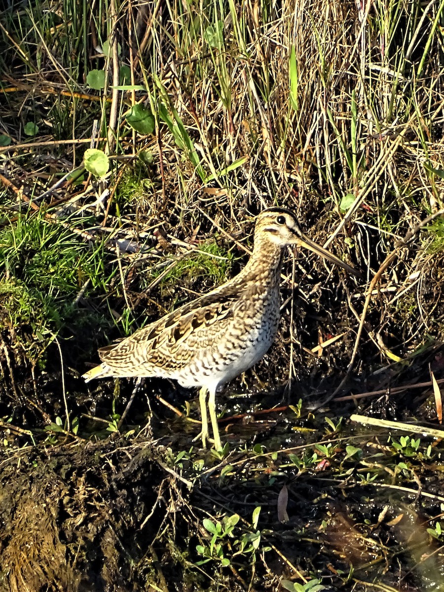 Latham's Snipe - ML185240721