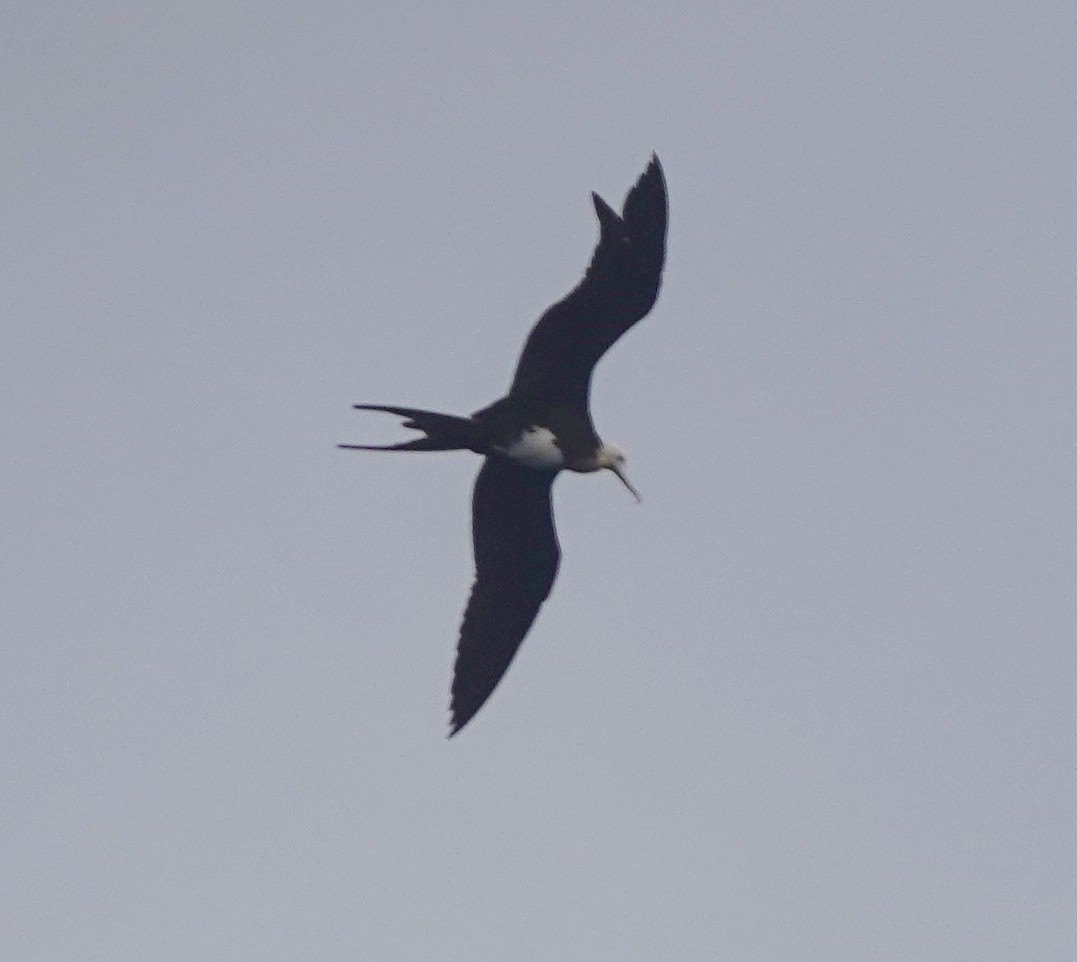 Great Frigatebird - ML185242471