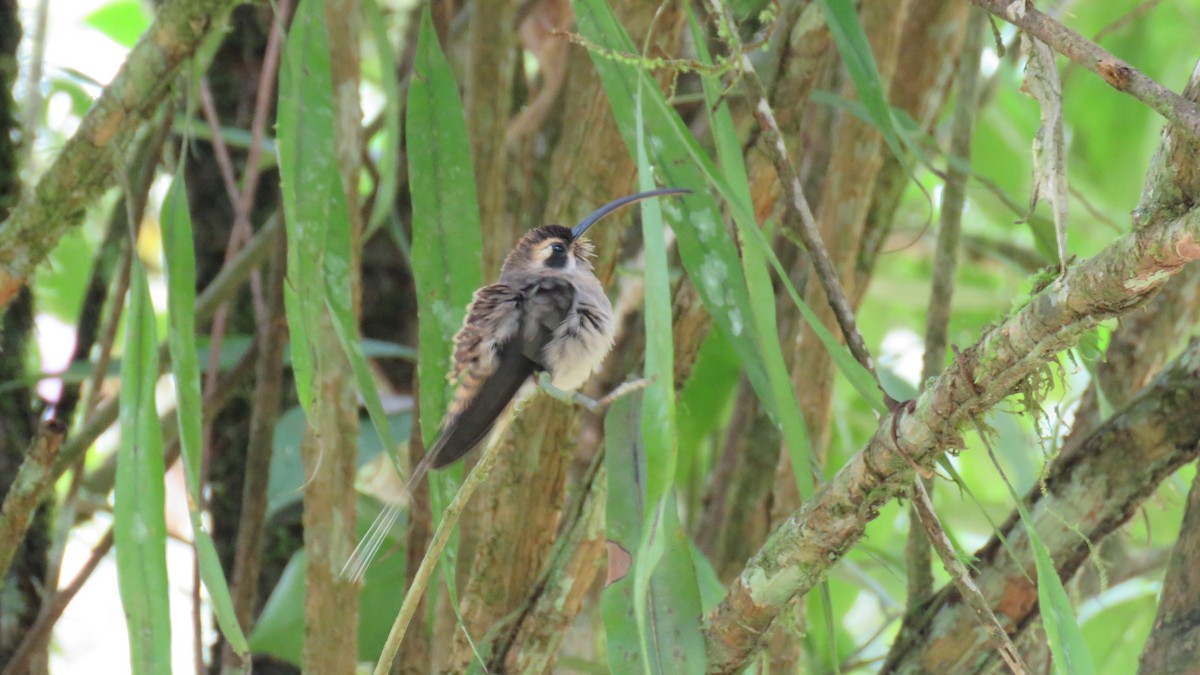 Long-billed Hermit - ML185246031