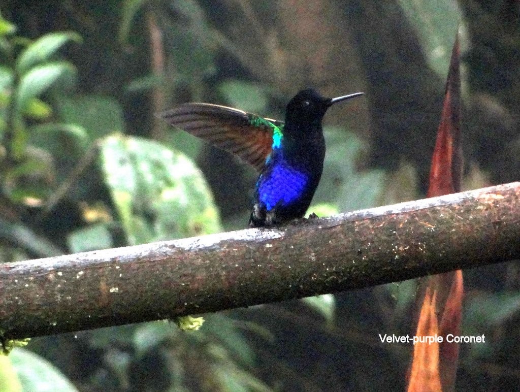 Velvet-purple Coronet - Celeste Paiva