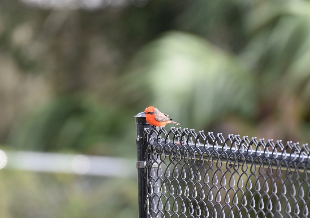 Vermilion Flycatcher - laura endt