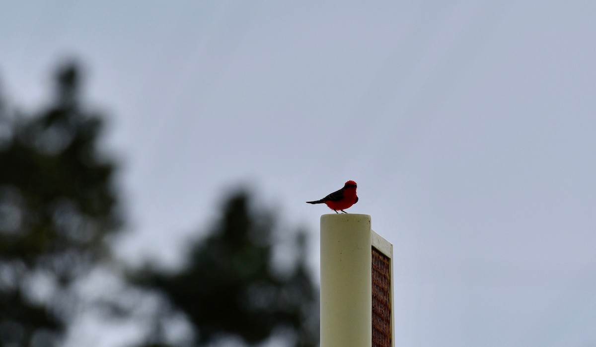 Vermilion Flycatcher - ML185246771