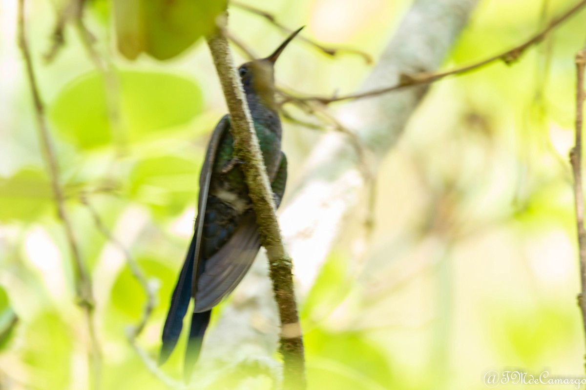 Swallow-tailed Hummingbird - Tânia Mara  de Camargo