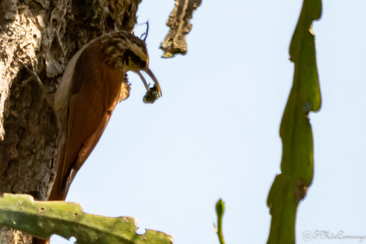 Narrow-billed Woodcreeper - ML185247681