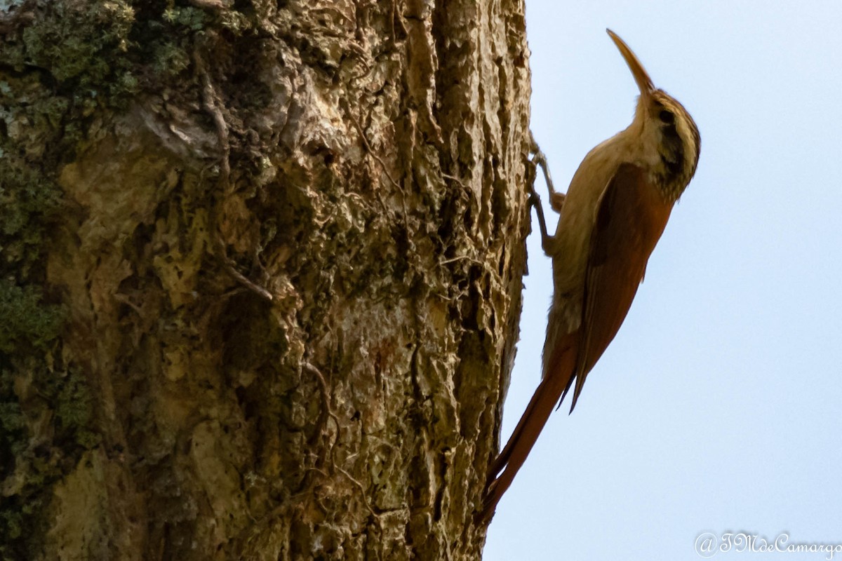 Narrow-billed Woodcreeper - ML185247691