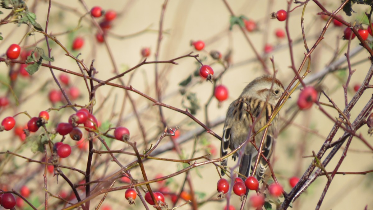 American Tree Sparrow - ML185251111
