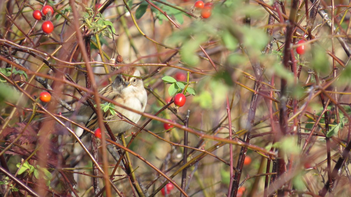 American Tree Sparrow - ML185251131