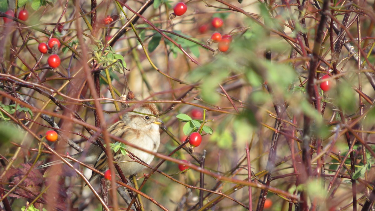 American Tree Sparrow - ML185251141
