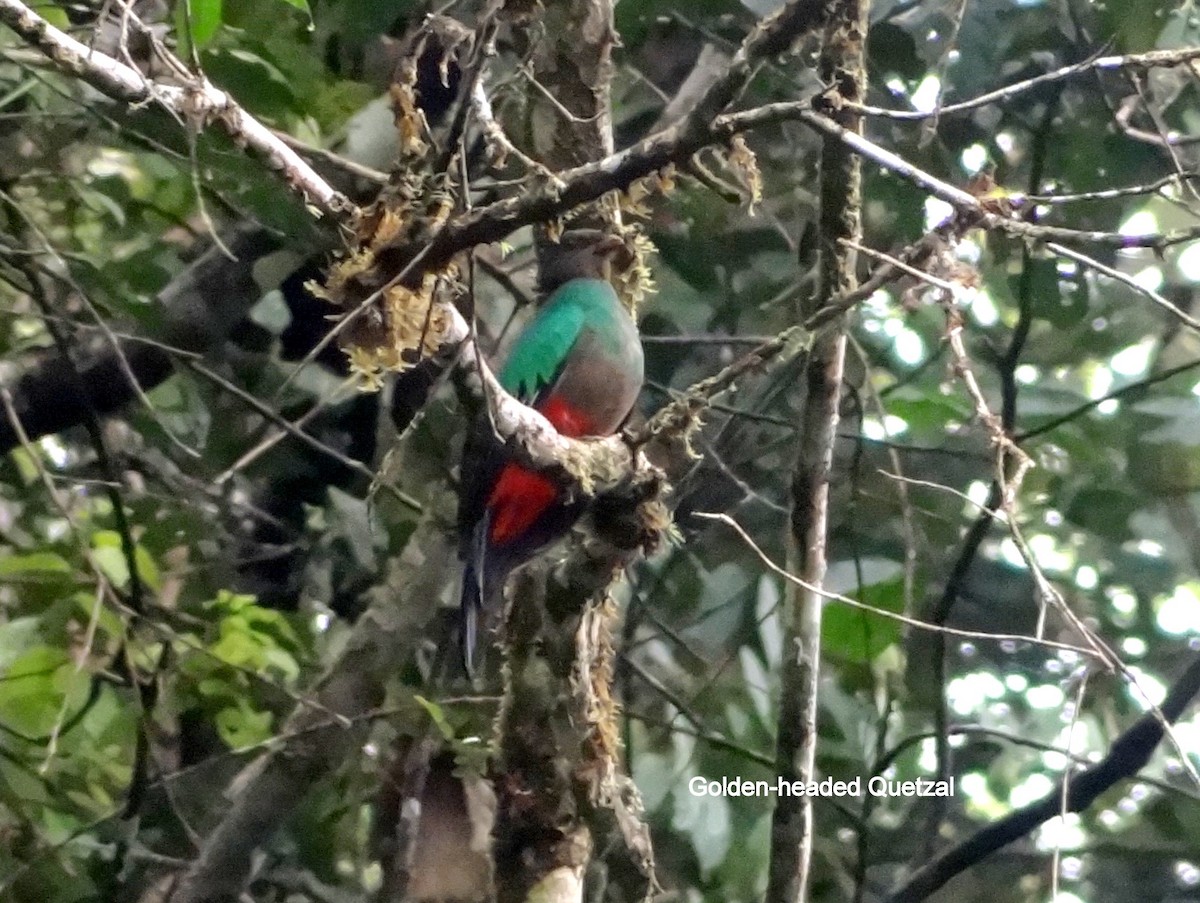 Golden-headed Quetzal - ML185251821