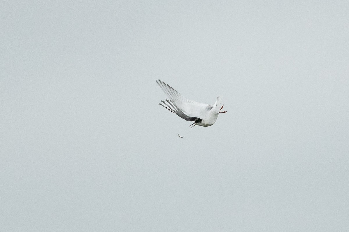 Arctic Tern - ML185254211