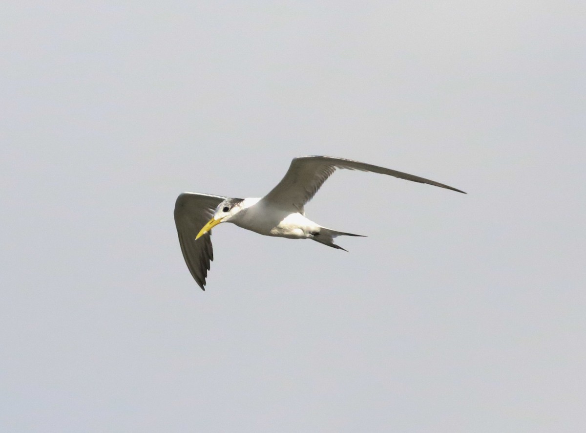 Great Crested Tern - ML185254371