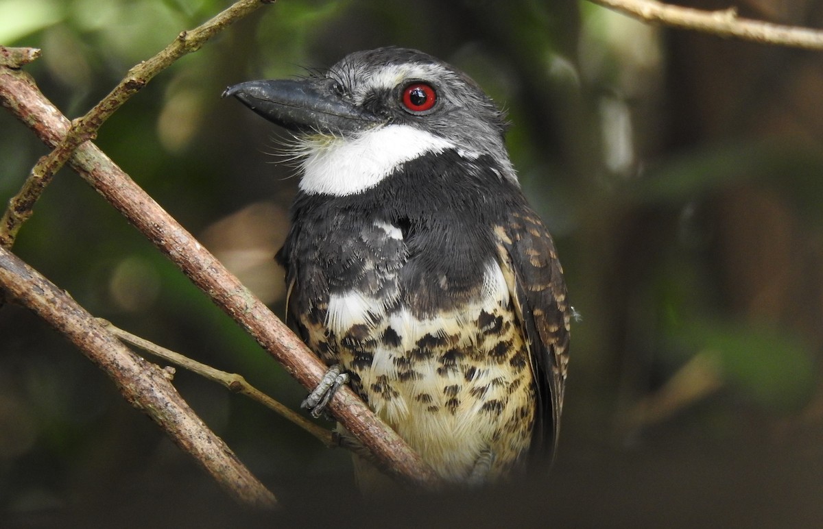 Sooty-capped Puffbird - ML185254761