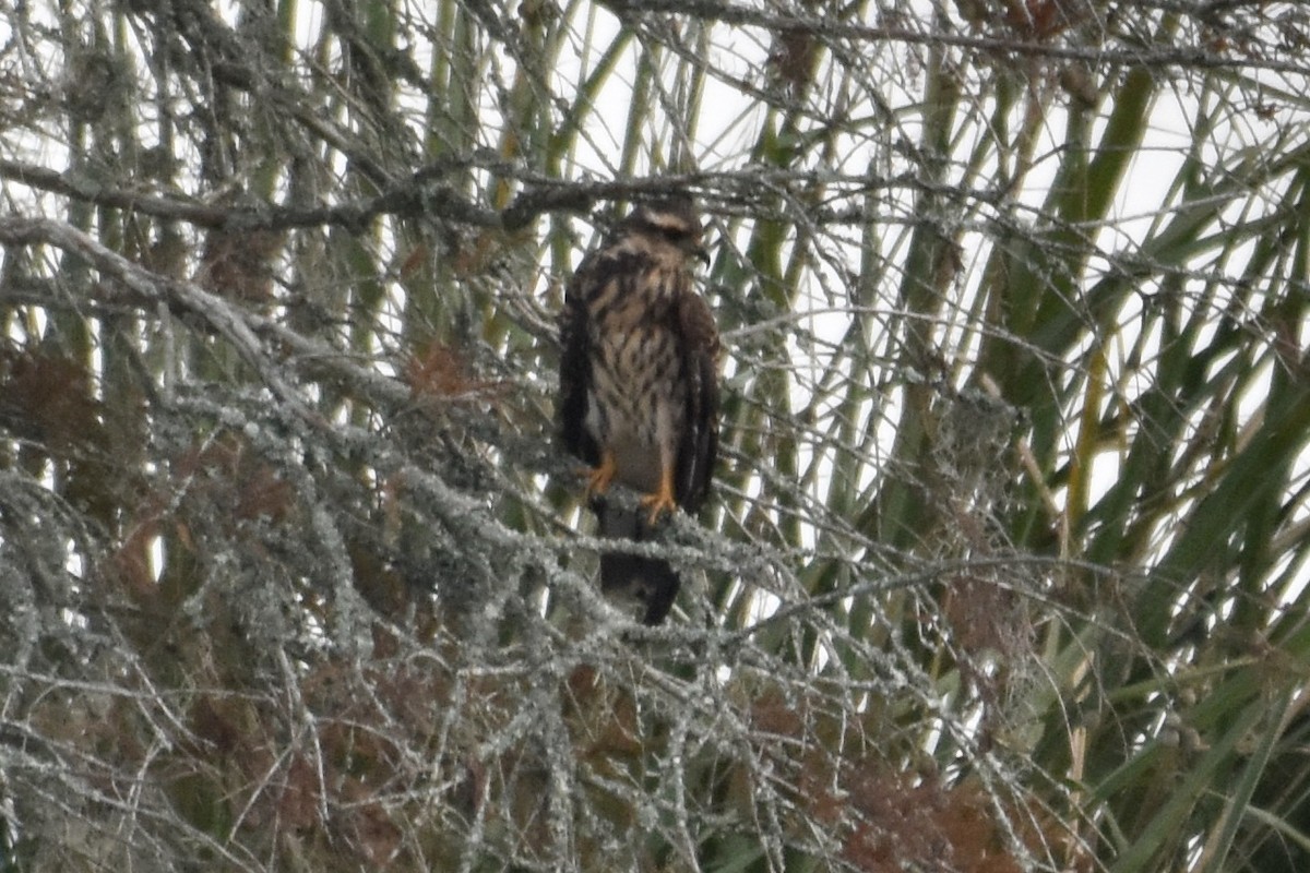 Snail Kite - Brad Sale