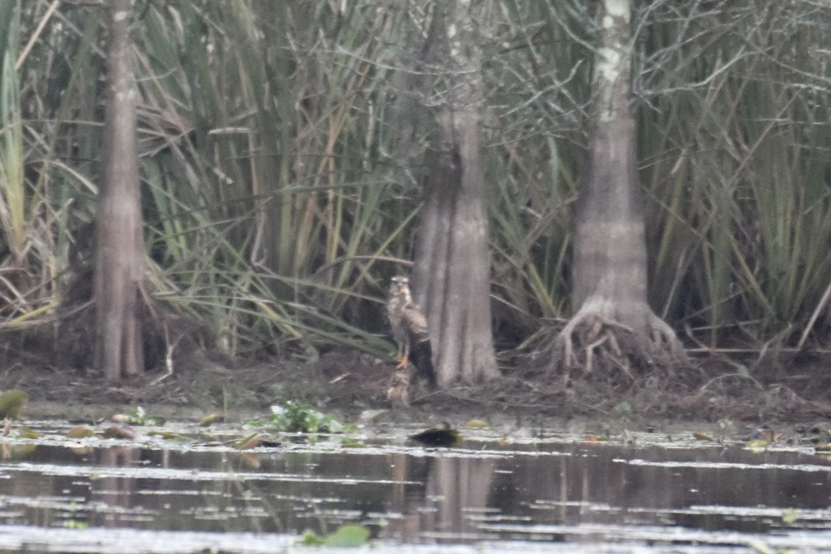 Snail Kite - ML185257221