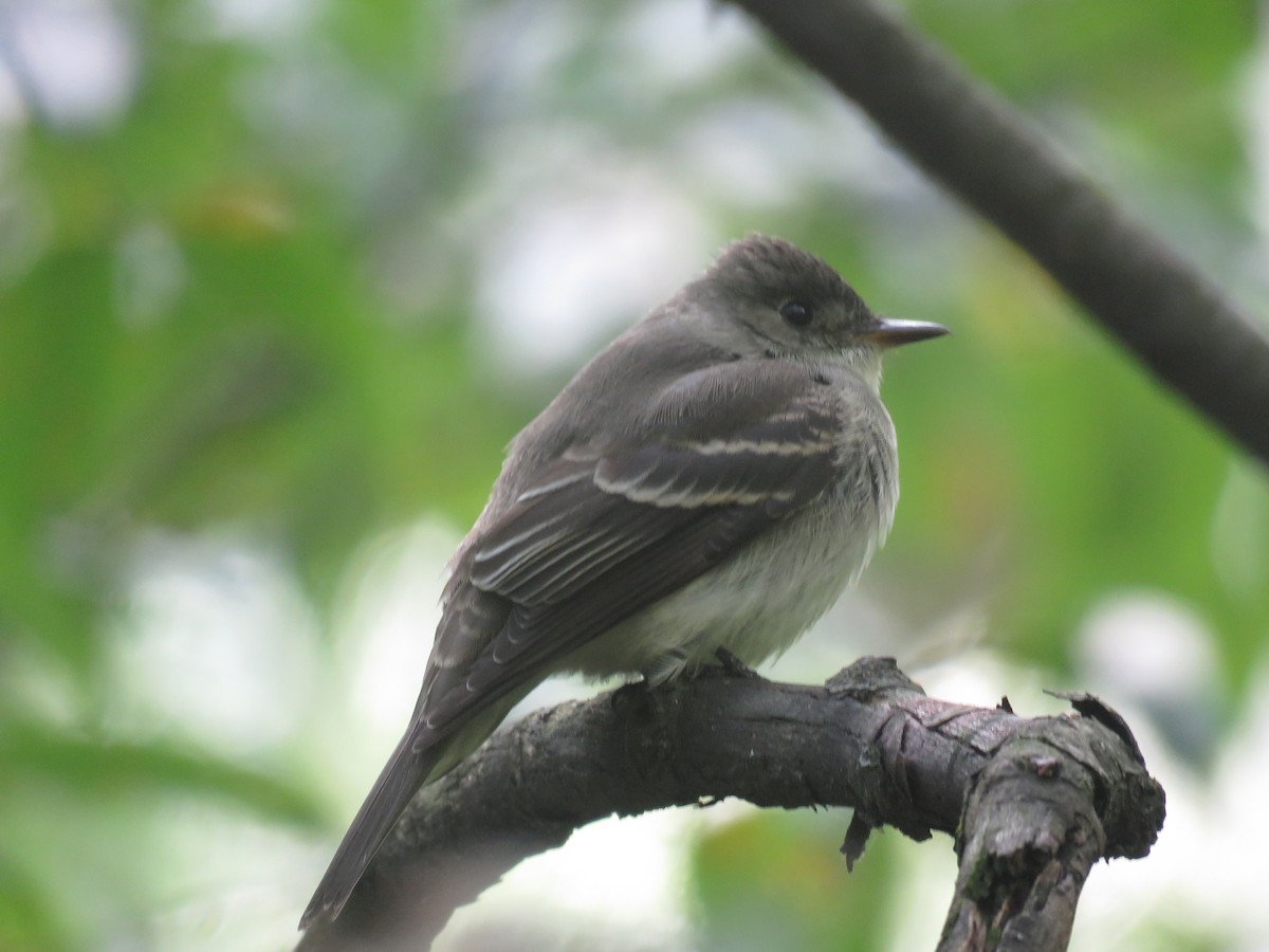 Eastern Wood-Pewee - ML185257451