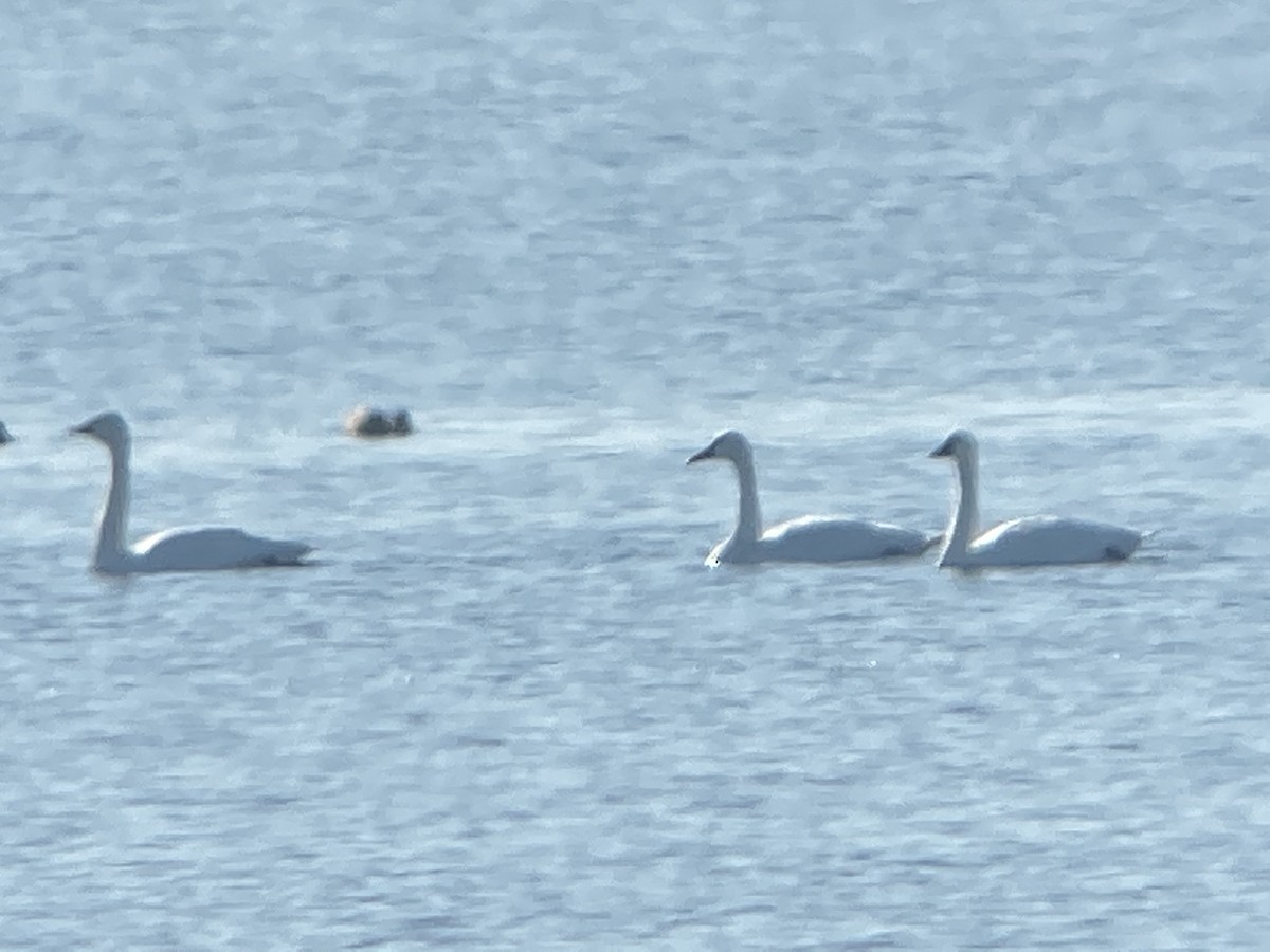 Tundra Swan - Diane Roberts