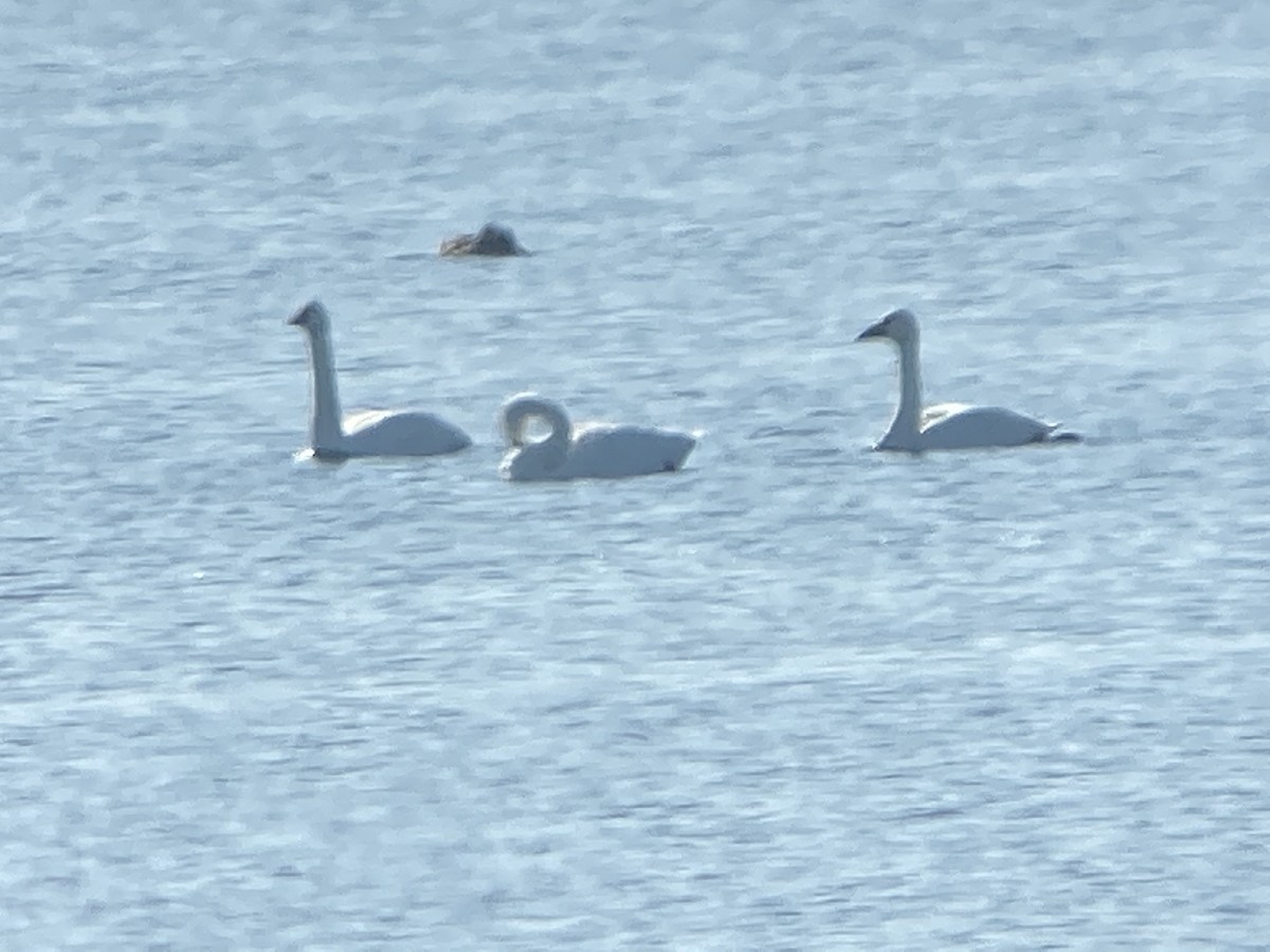 Cygne siffleur - ML185258661