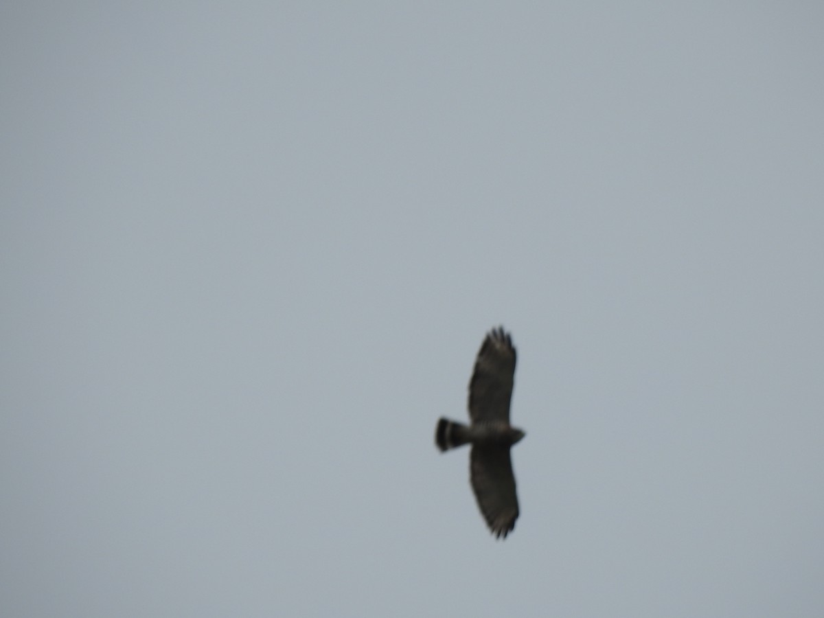 Broad-winged Hawk - ML185259361