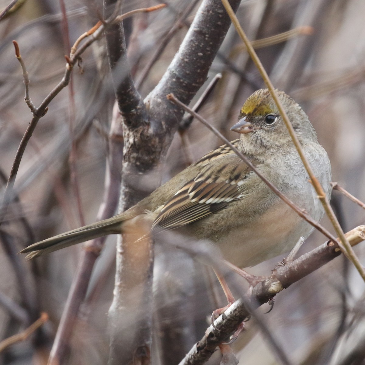 Golden-crowned Sparrow - Alvan Buckley
