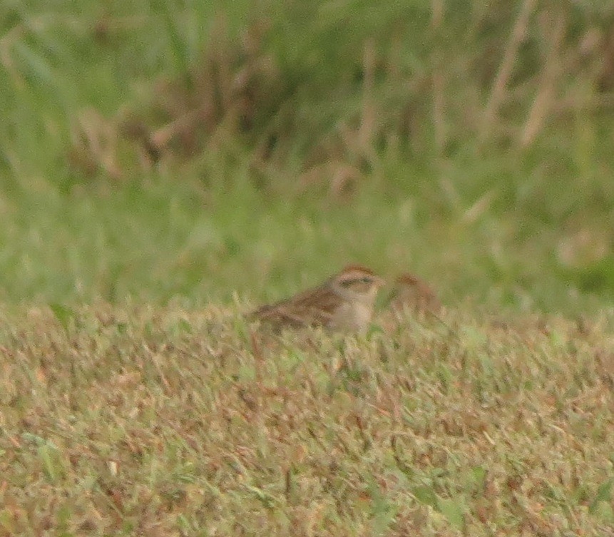 Chipping Sparrow - ML185260551