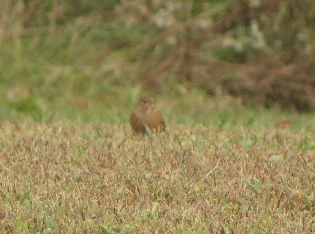 Indigo Bunting - ML185260751