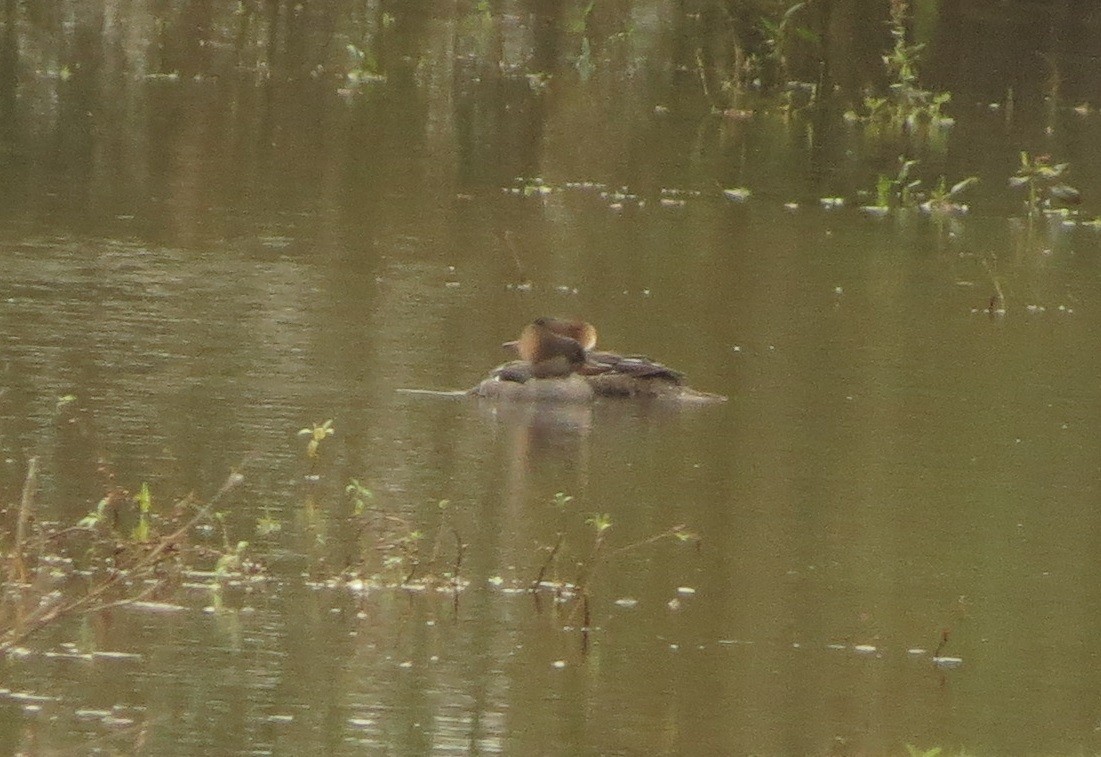 Hooded Merganser - ML185261221