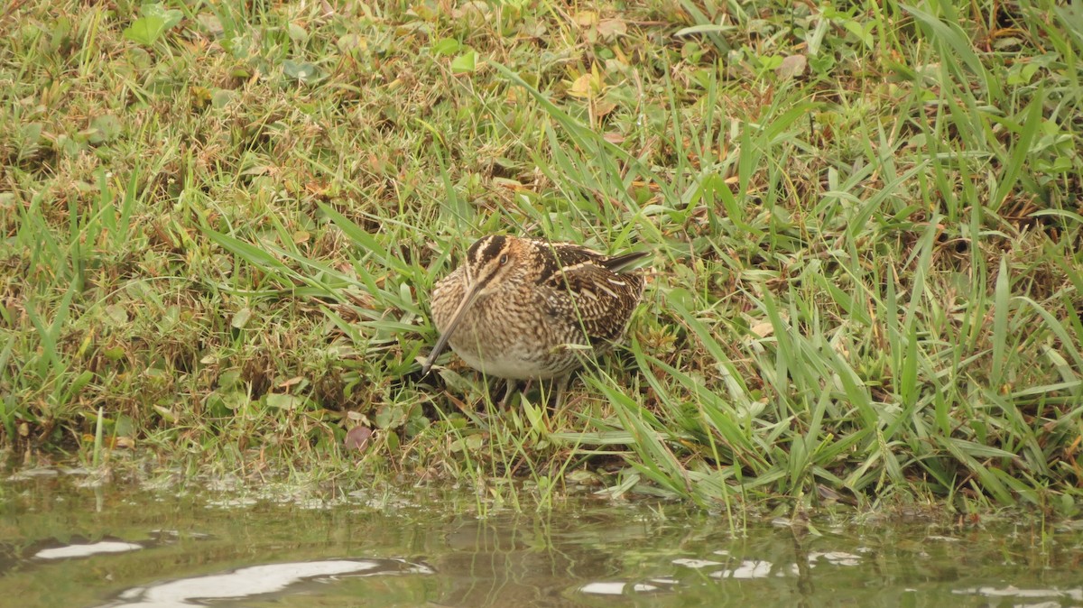 Wilson's Snipe - ML185261361