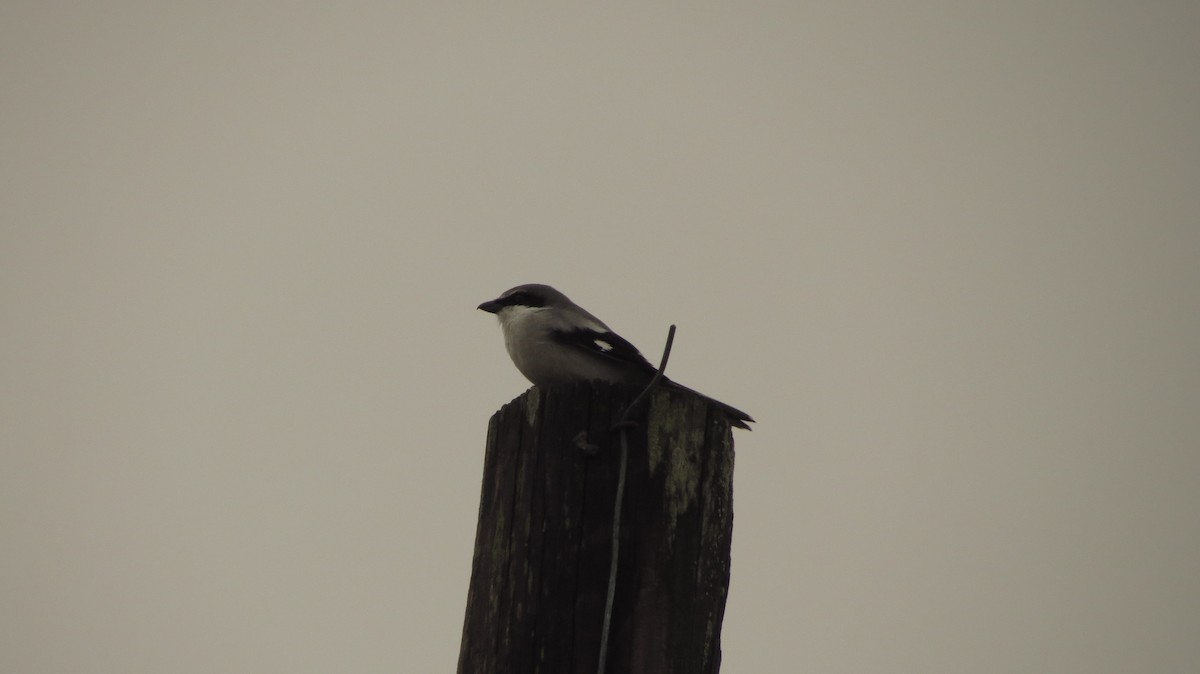 Loggerhead Shrike - ML185261561