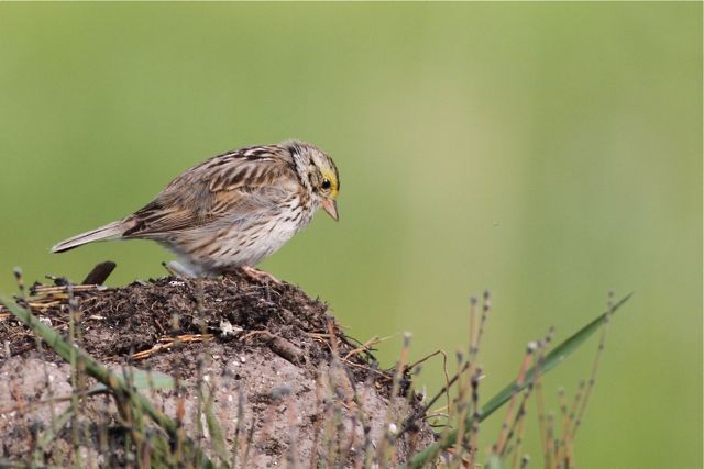 Savannah Sparrow - ML185261611