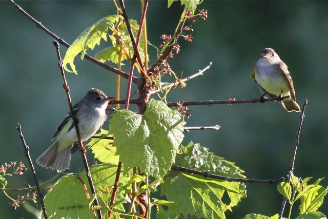 Willow Flycatcher - Chris Wiley