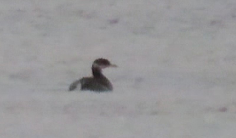 Red-necked Grebe - ML185262241
