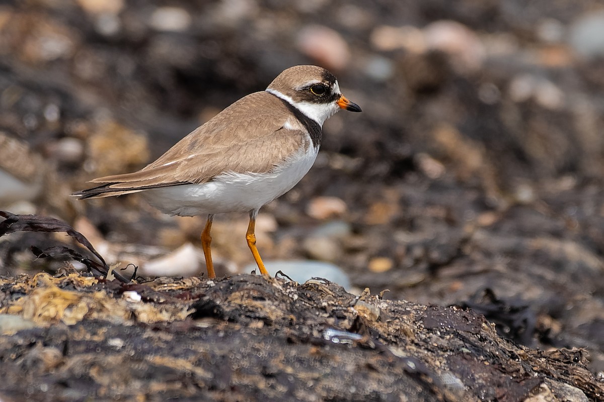 Semipalmated Plover - ML185266471