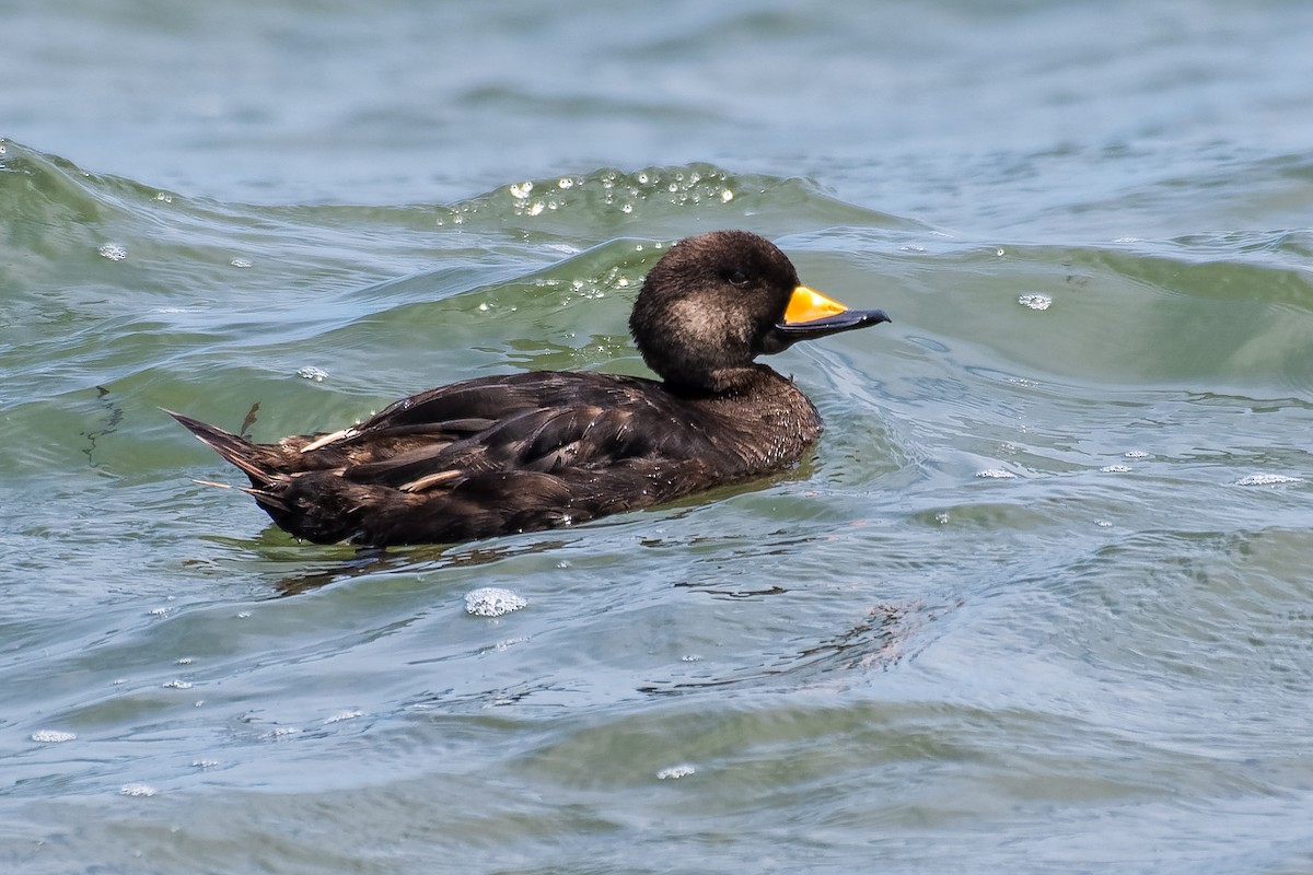 Black Scoter - ML185267411