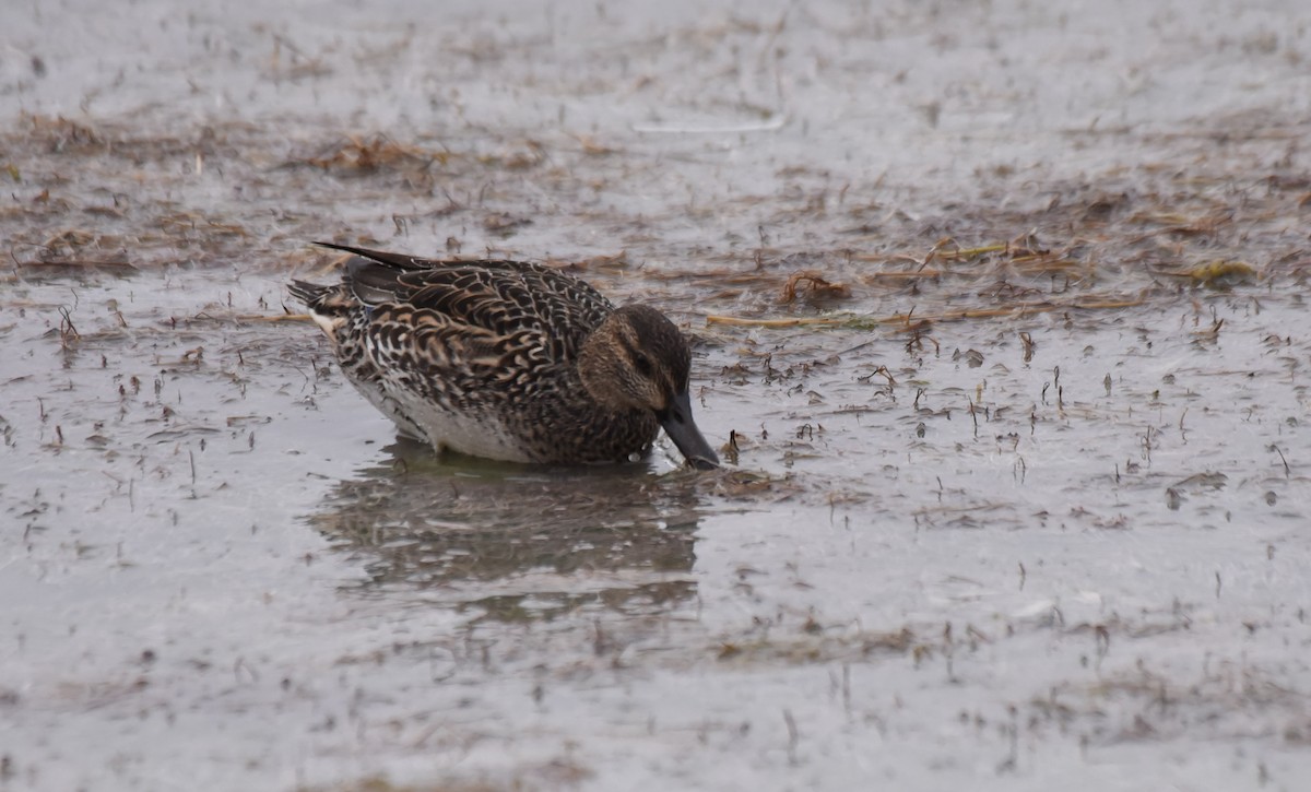 Green-winged Teal - ML185267571