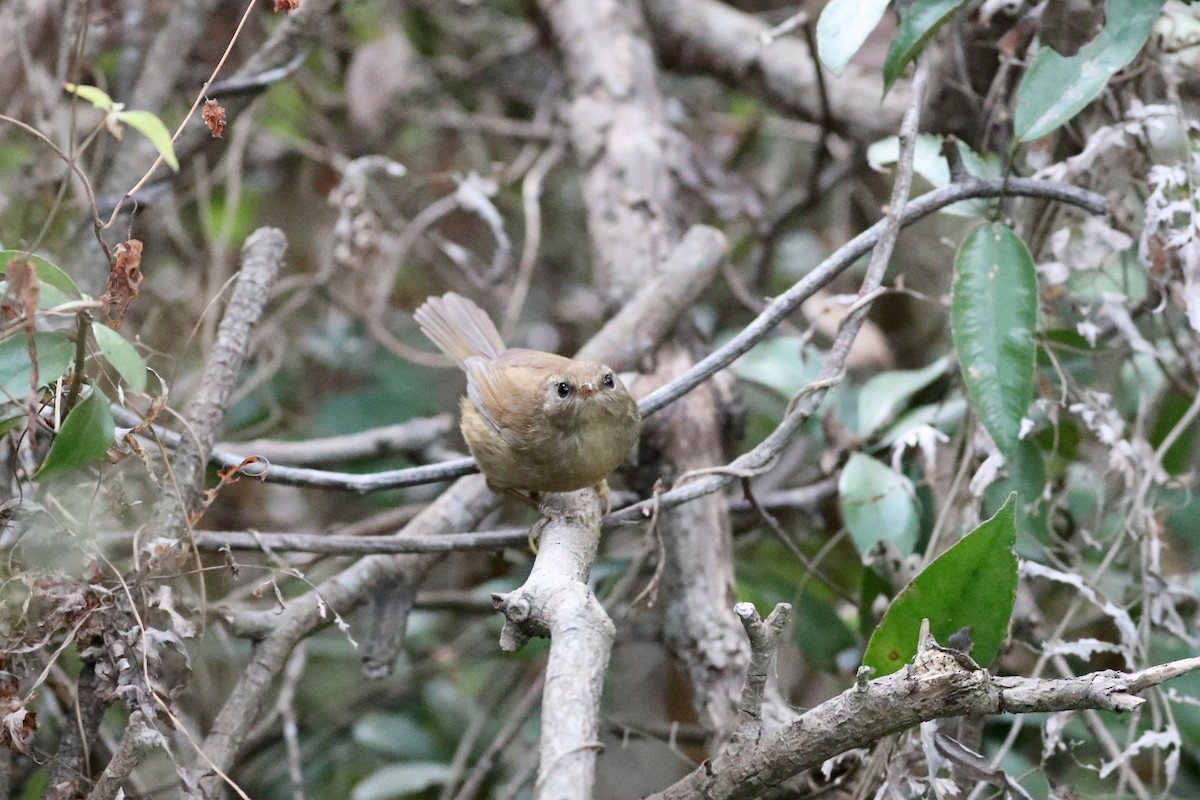 Brownish-flanked Bush Warbler - Ting-Wei (廷維) HUNG (洪)