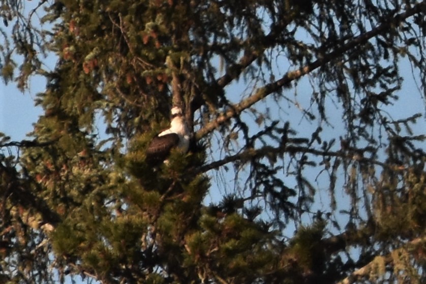 Загасч явлаг - ML185268441